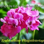 Frohe schöne Pfingstfeiertage